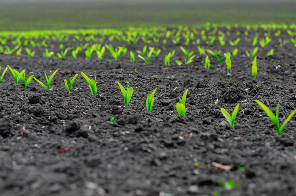 Complete Information About Maize Farming