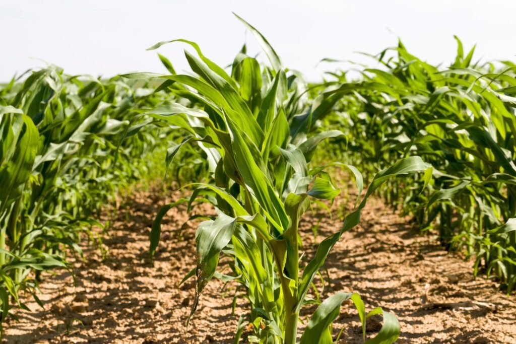 Complete Information About Maize Farming
