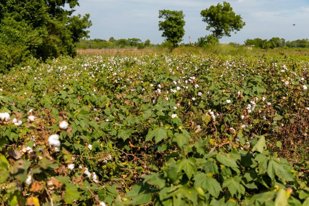 Cotton Farming News