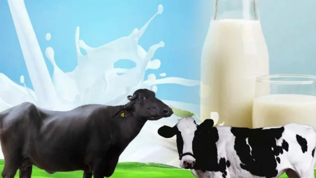 Cow VS Buffalo In Dairy Farming