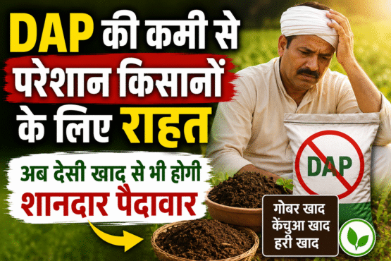 DAP Fertilizer Shortage Solution With Organic Manure