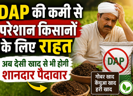 DAP Fertilizer Shortage Solution With Organic Manure