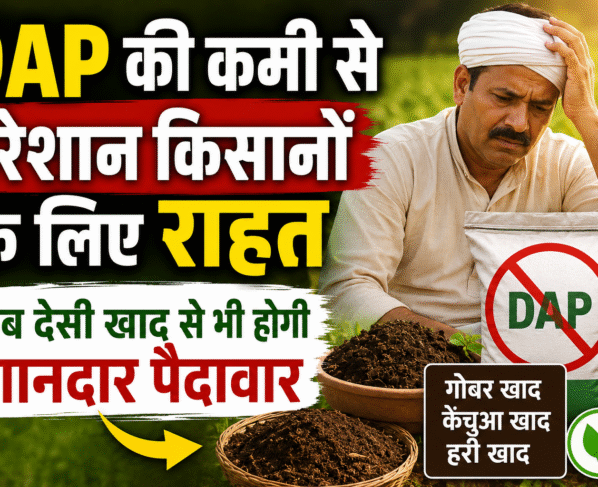DAP Fertilizer Shortage Solution With Organic Manure