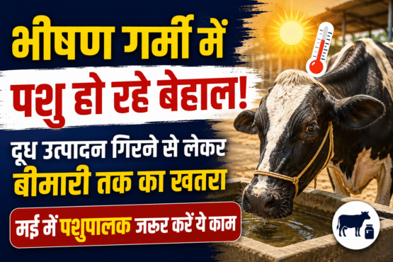 Dairy Farming Tips