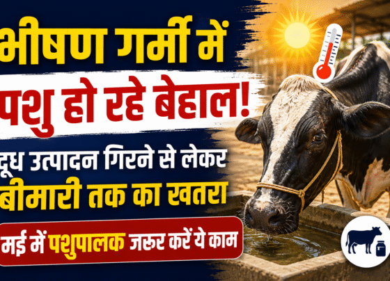 Dairy Farming Tips
