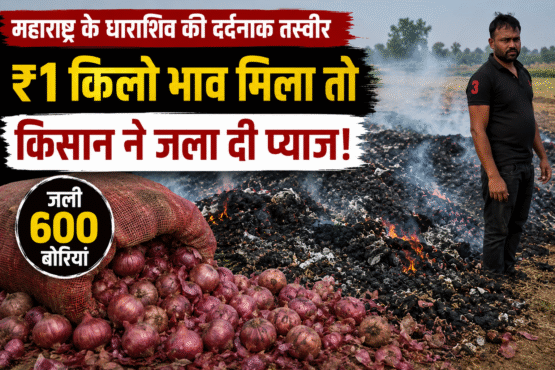 Dharashiv Farmers Burn 600 Sacks Onion