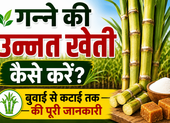 Ganne Ki Kheti Kaise Kare