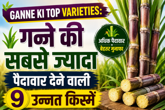 Ganne Ki Top Varieties