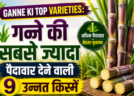 Ganne Ki Top Varieties