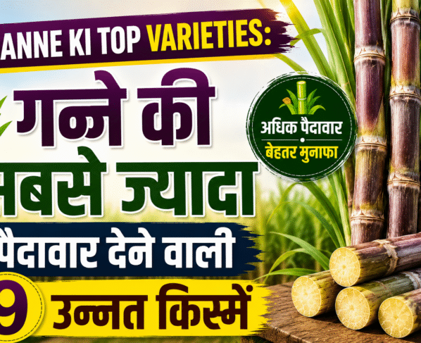 Ganne Ki Top Varieties