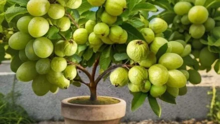 Amrud Ki Top 5 Variety