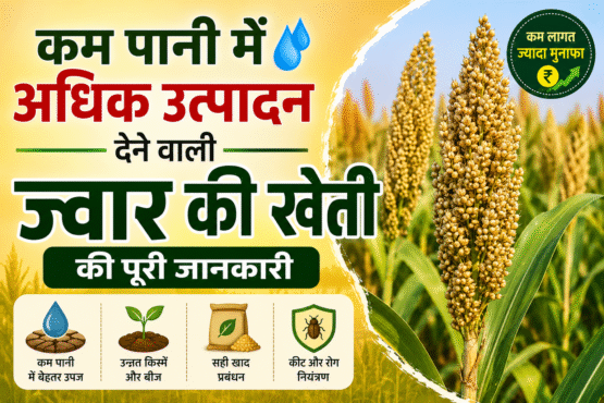 Jwar Ki Kheti Kaise Kre