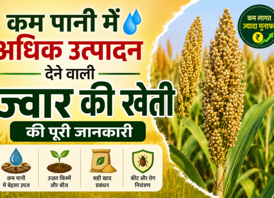 Jwar Ki Kheti Kaise Kre