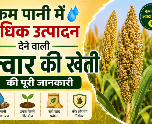 Jwar Ki Kheti Kaise Kre