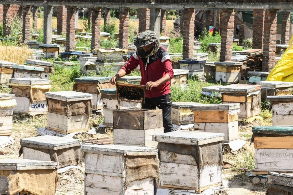 Haryana Government Supports Beekeeping With 85 Percent Subsidy