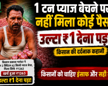 Maharashtra Onion Farmers Loss News