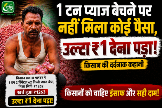 Maharashtra Onion Farmers Loss News