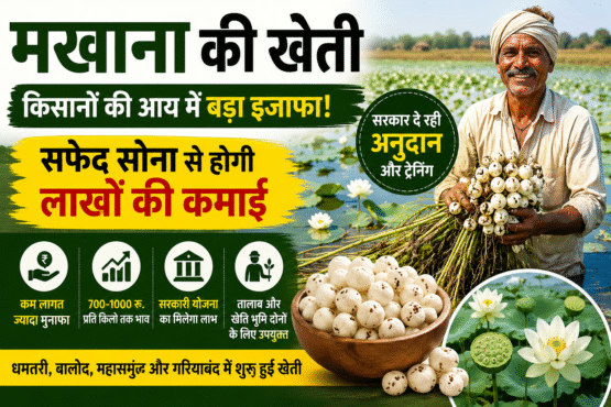 Makhana Farming