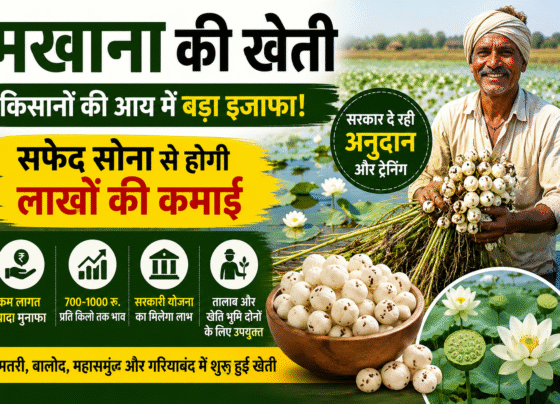 Makhana Farming