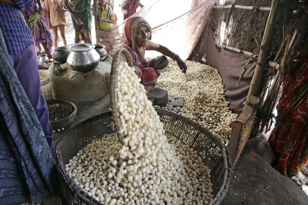 Makhana Farming