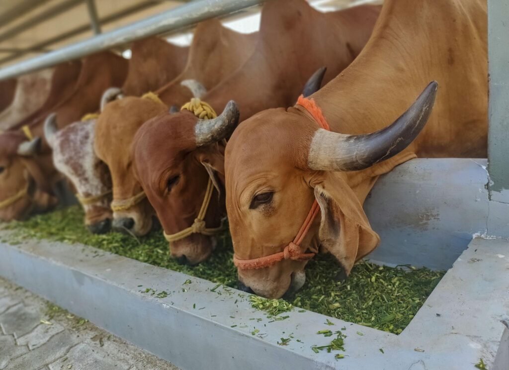 Milk Production Tips for Summer
