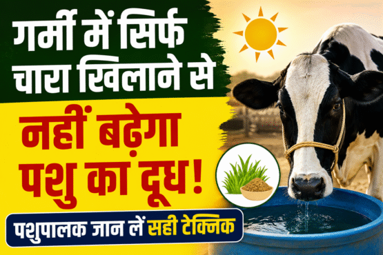 Milk Production Tips for Summer