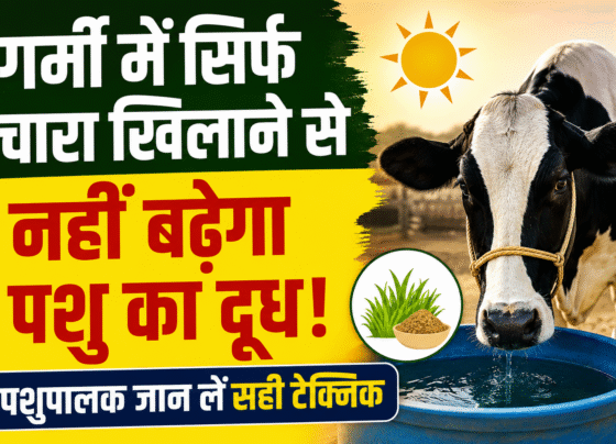 Milk Production Tips for Summer