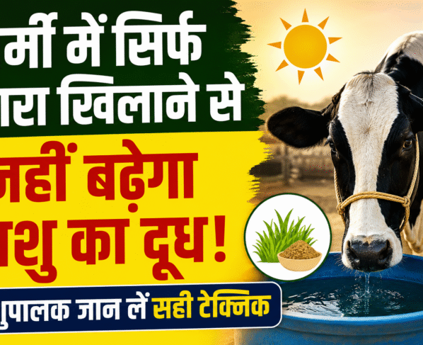 Milk Production Tips for Summer