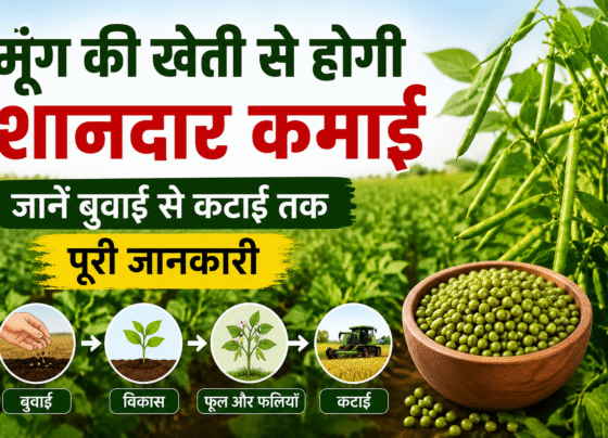 Moong Ki Kheti Kaise Kare