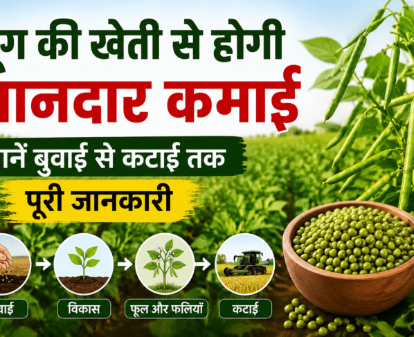 Moong Ki Kheti Kaise Kare