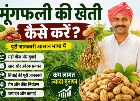 Moongfli ki kheti kaise kre