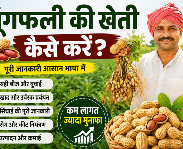 Moongfli ki kheti kaise kre