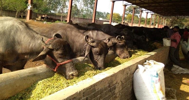 Murrah Buffalo Scheme In Madhya Pradesh