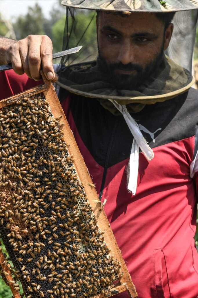 Haryana Government Supports Beekeeping With 85 Percent Subsidy