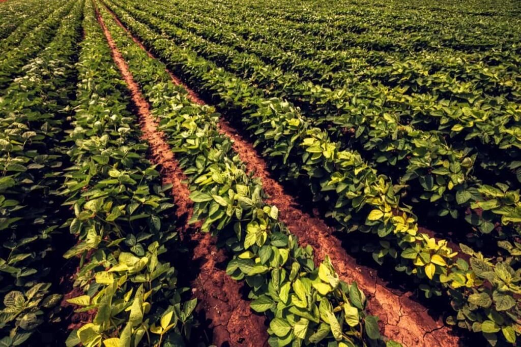 Top Soybean Varieties