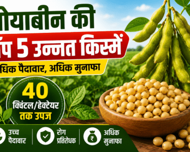 Soybean Varieties