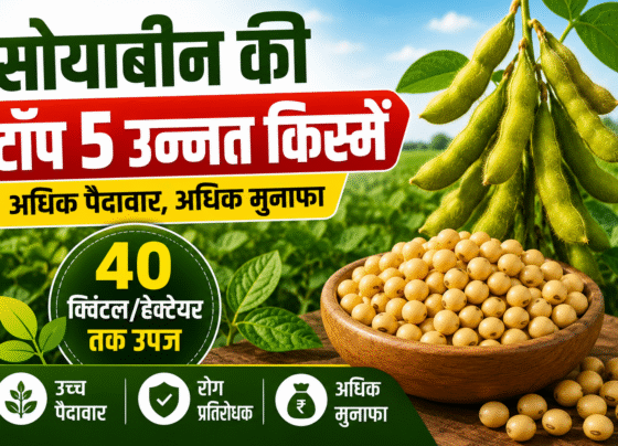 Soybean Varieties