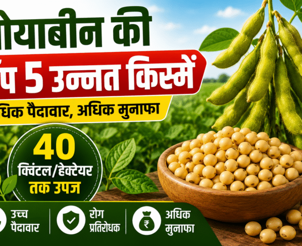 Soybean Varieties