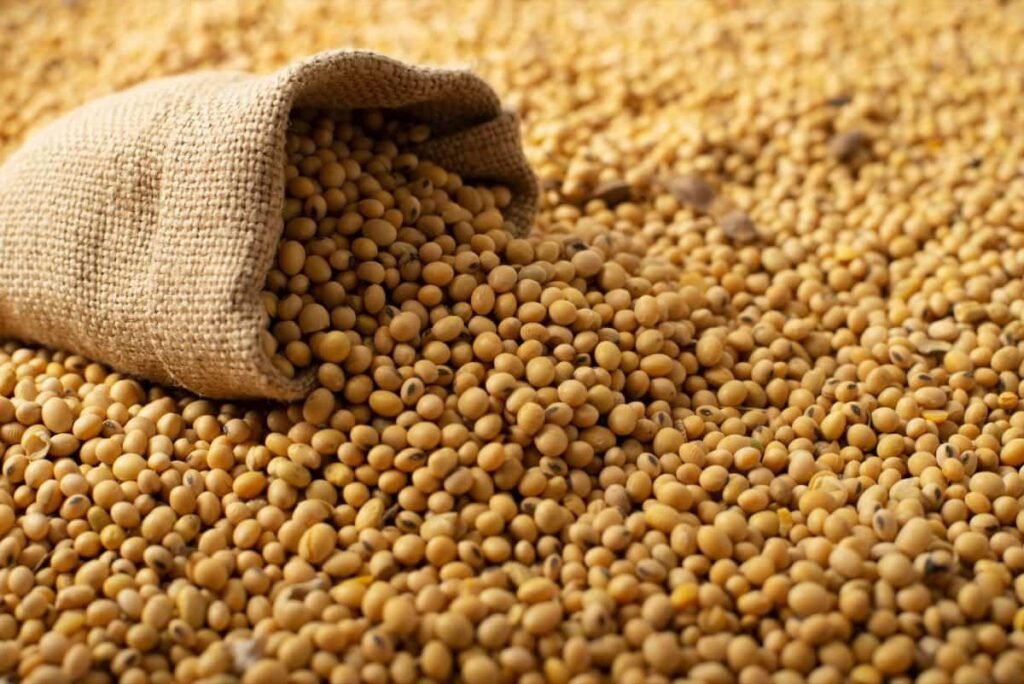 Top Soybean Varieties