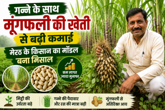 Sugarcane Intercropping Model