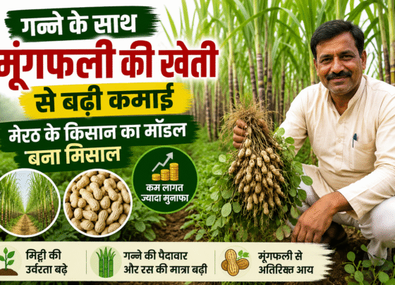 Sugarcane Intercropping Model