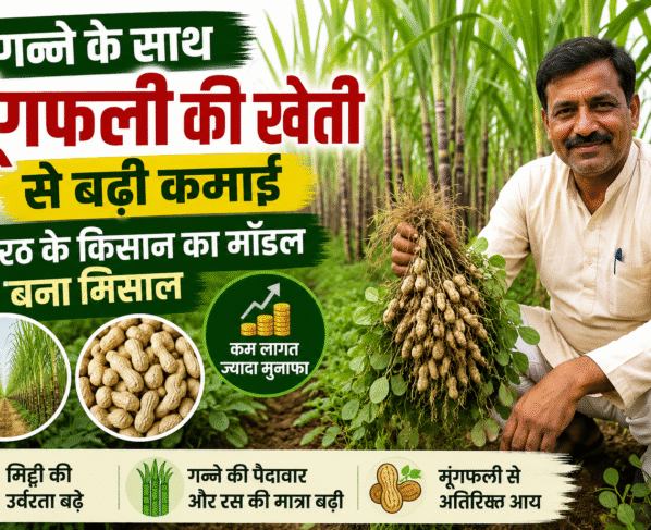 Sugarcane Intercropping Model