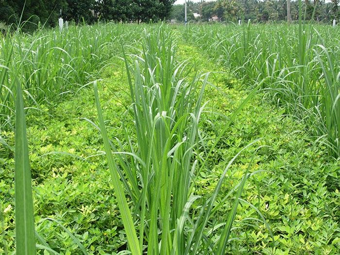 Sugarcane Intercropping Model