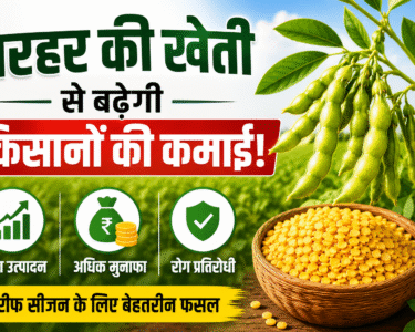 Top 3 Arhar Varieties