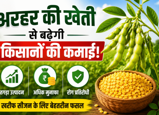 Top 3 Arhar Varieties