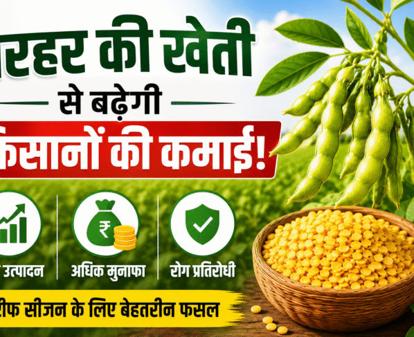 Top 3 Arhar Varieties