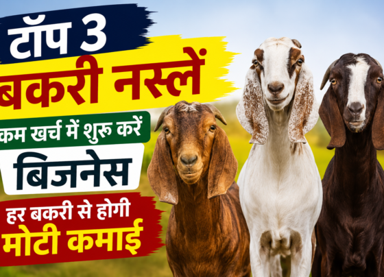 Top 3 Goat Breeds For Farming