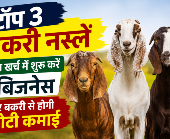 Top 3 Goat Breeds For Farming