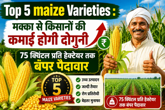 Top 5 maize Varieties