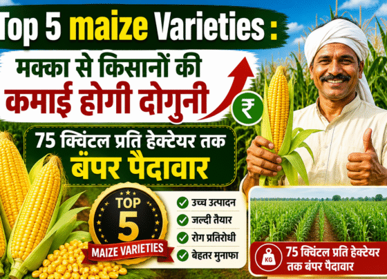 Top 5 maize Varieties
